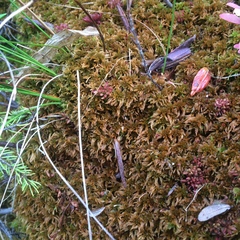 Sphagnum fuscum