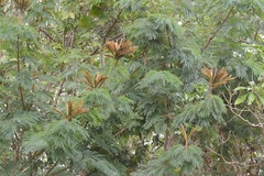 Calliandra houstoniana calothyrsus