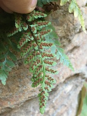 Asplenium bradleyi