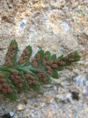 Asplenium bradleyi