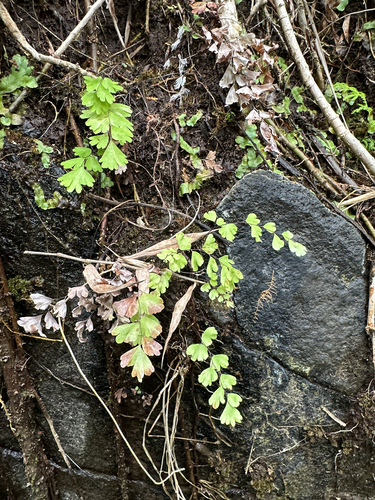Adiantum capillus-veneris observed 2025-08-20