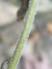 Solidago albopilosa