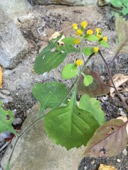 Solidago albopilosa