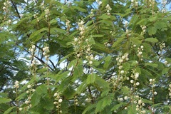 Leucaena pulverulenta
