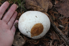 Calvatia