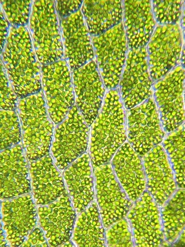 Image of Vandenboschia boschiana by (c) Matt Berger, some rights reserved (CC BY)