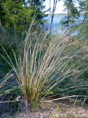 Stipa borysthenica