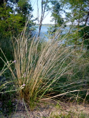 Stipa borysthenica