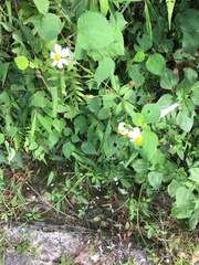 Bidens pilosa pilosa