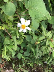 Bidens pilosa pilosa