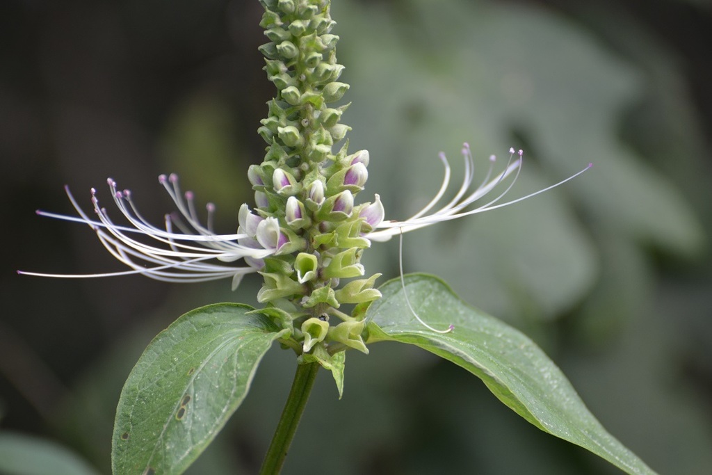 Cobflowers