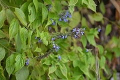 Salvia connivens