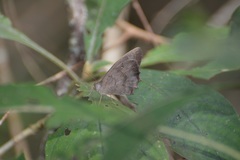 Taygetina weymeri