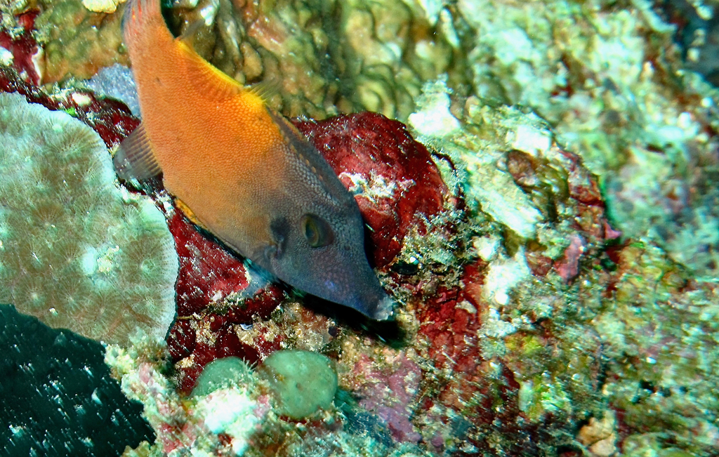 Redtail filefish