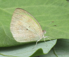 Eurema daira