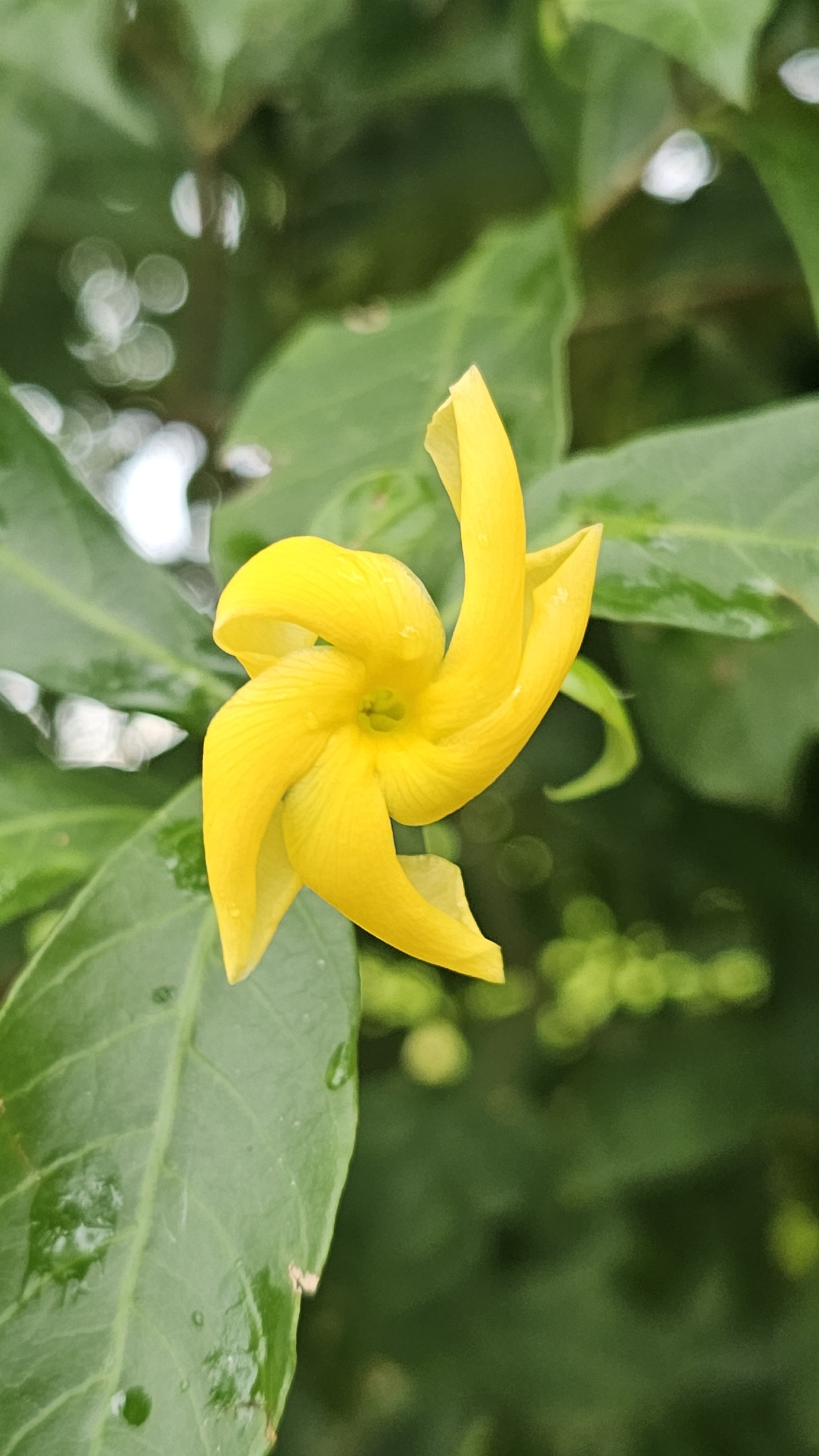 Wedding Tree (Tabernaemontana grandiflora)