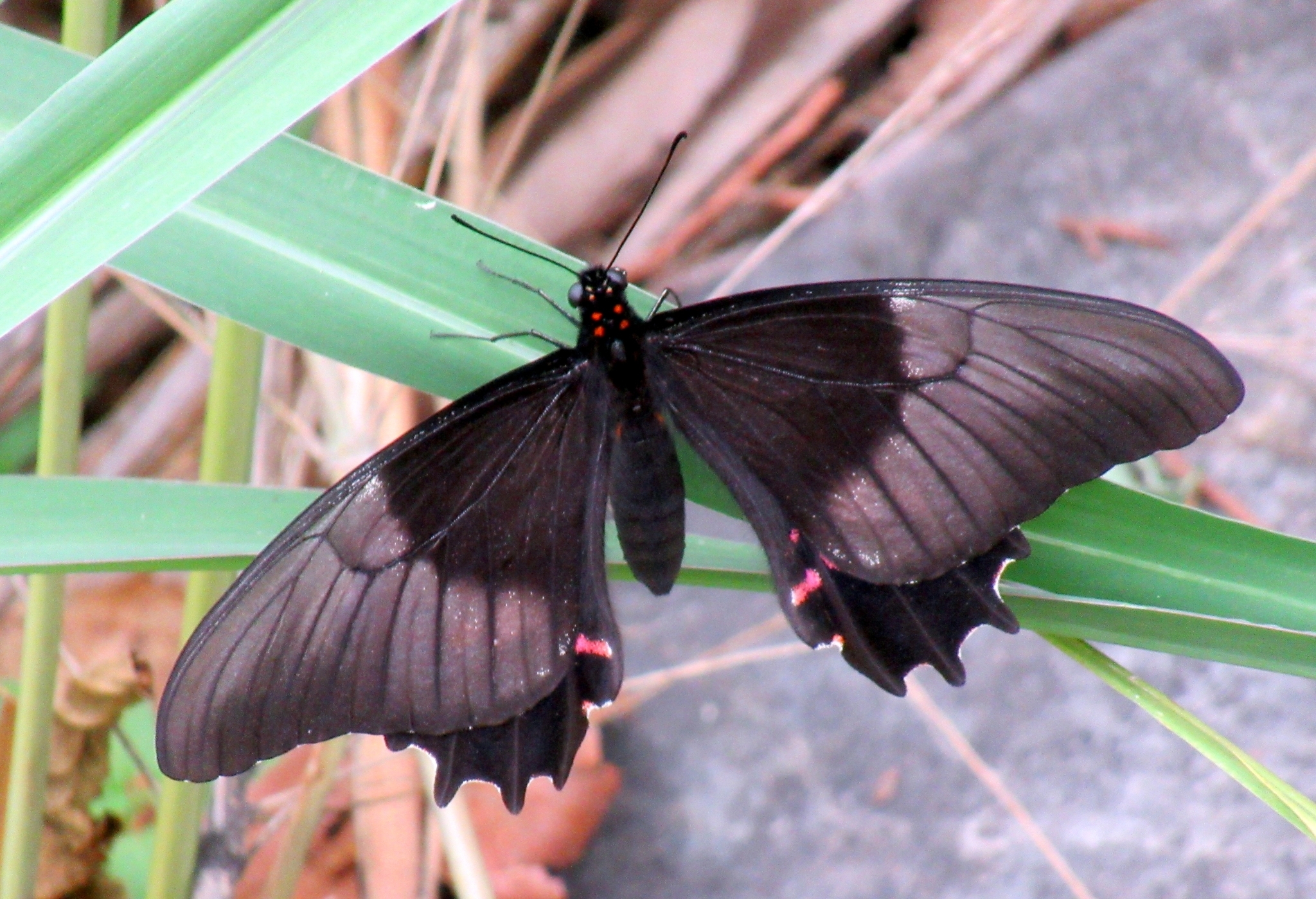 Papilio anchisiades image