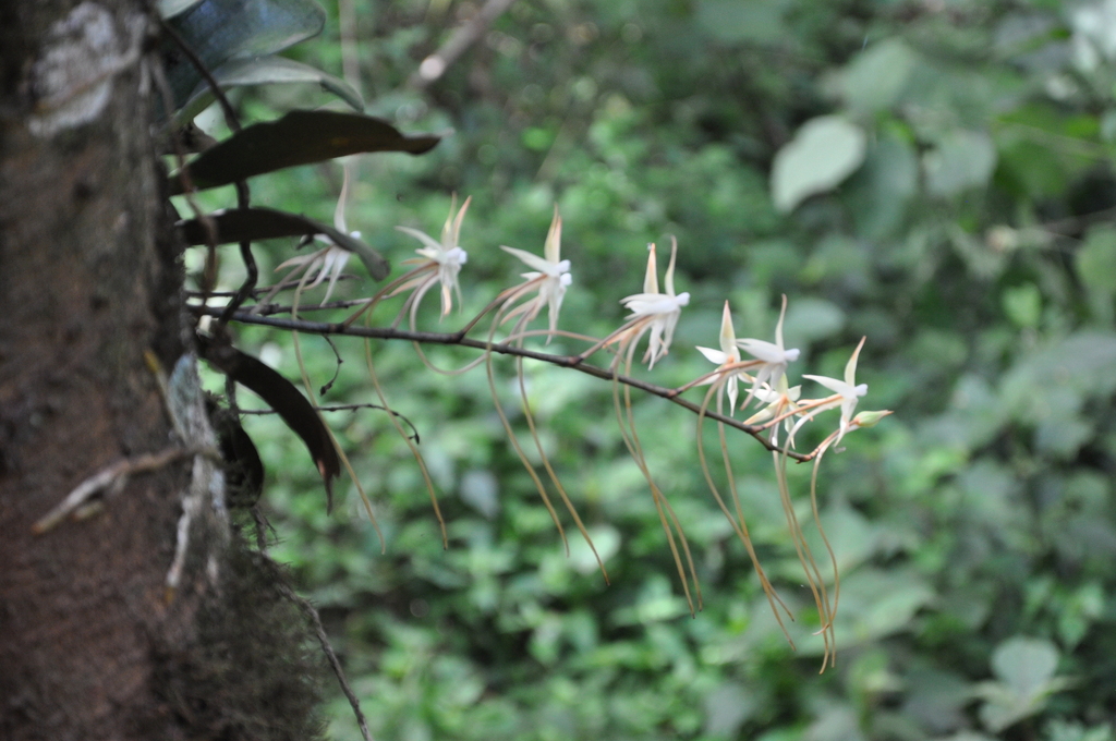 Aerangis confusa