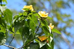 Dendrosida sharpiana