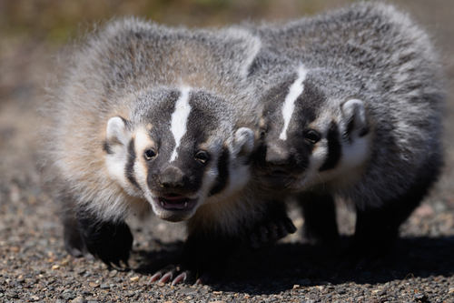 American Badger photographed in Oregon