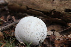 Calvatia
