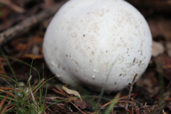 Calvatia