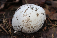 Calvatia