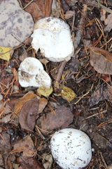 Calvatia