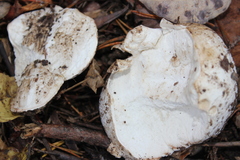 Calvatia