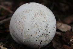 Calvatia