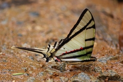 Protographium epidaus