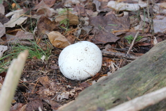 Calvatia