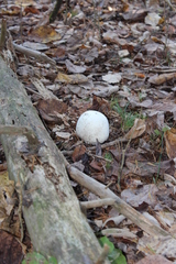 Calvatia