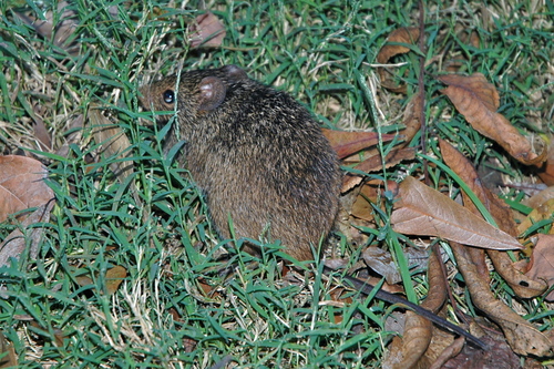 Sigmodon hispidus
