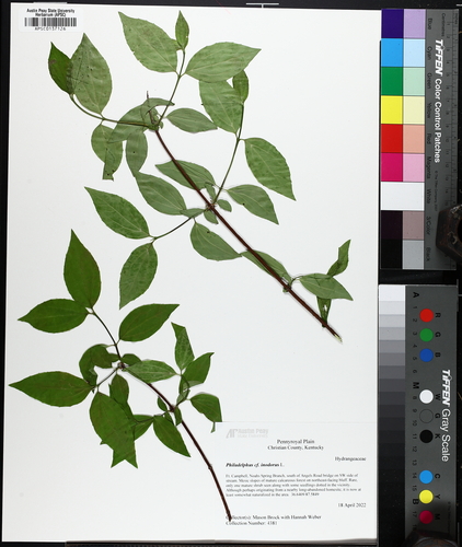 Scentless Mock-Orange (Philadelphus inodorus)