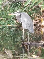 Ardea herodias