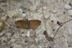 Pellicia