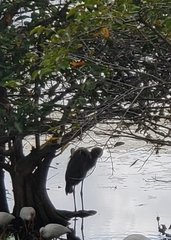 Ardea herodias