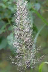 Muhlenbergia versicolor