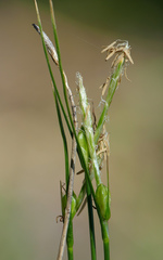 Carex multicaulis