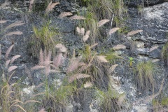 Muhlenbergia versicolor