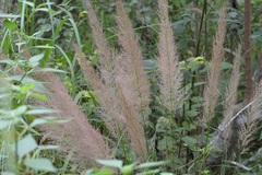 Muhlenbergia versicolor