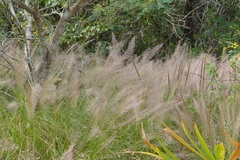 Muhlenbergia versicolor