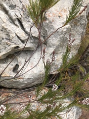 Spatalla racemosa