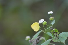 Pyrisitia dina westwoodi