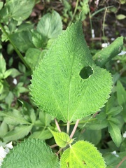 Eupatorium chinense