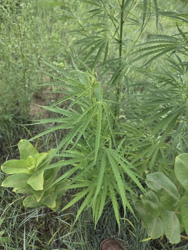 Cannabis