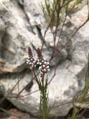 Spatalla racemosa
