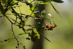 Psychotria erythrocarpa