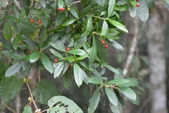 Psychotria erythrocarpa